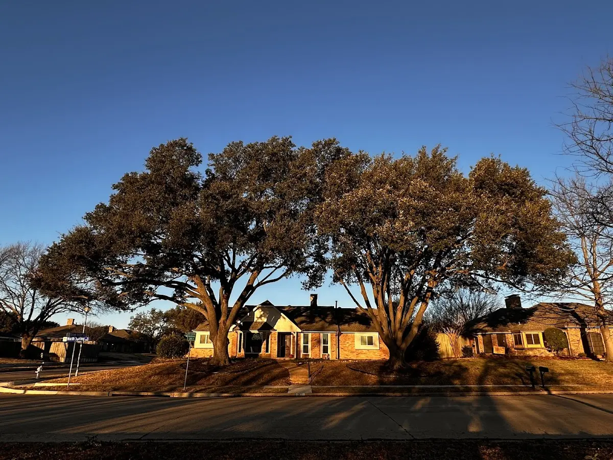 Established residential canopy tree shading a home in Reserve